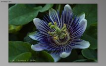 Botanical Gardens 2014 06 SS-1.jpg